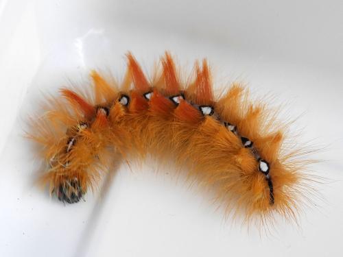 Réf. 326 814 : Acronicta aceris